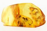 Fossil Hairy Fungus Beetle, Scale Insect, and Midge in Baltic Amber #273200-1